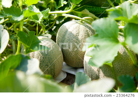 Melon cultivation 4 Melon cultivation 4 23364276