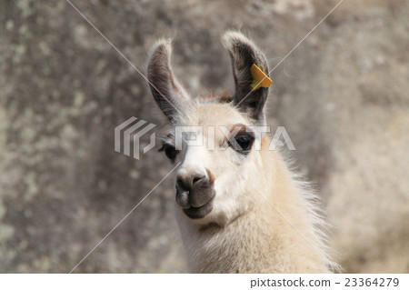 白駱駝 23364279