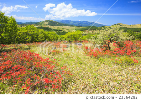 Kirigamine plateau's Azalea azalea Suwa-shi Nagano prefecture 23364282
