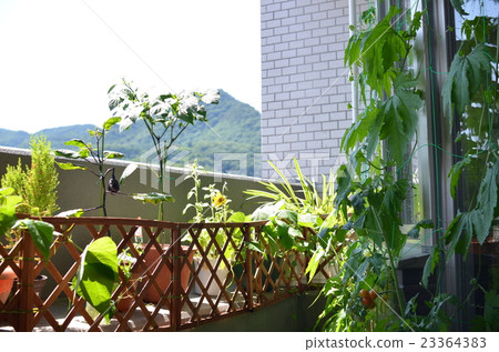 家庭花園 23364383