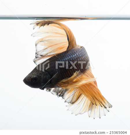 yellow betta 23365004