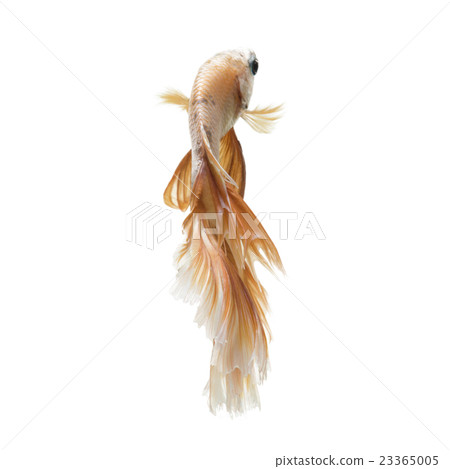 Betta fish on white background 23365005
