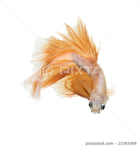 Betta fish on white background Betta fish on white background 23365006