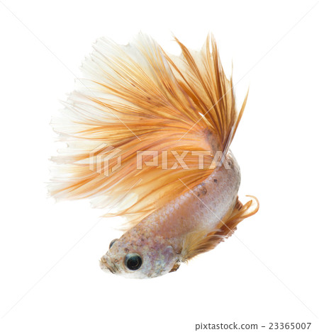 Betta fish on white background Betta fish on white background 23365007