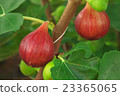 figs  23365065