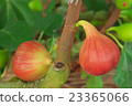fig 23365066