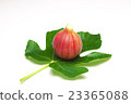 Figs and leaves 23365088