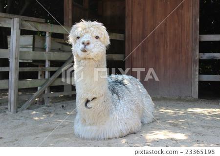 Shooting Alpaca from the front / Hyogo Prefecture Awaji-shi 23365198
