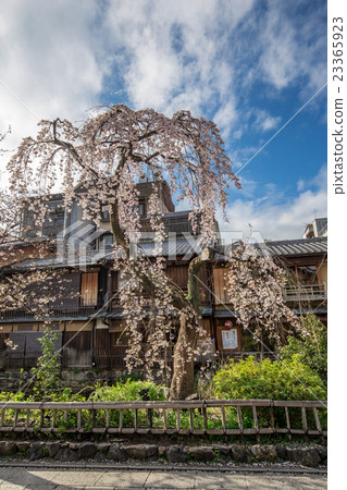 Gion Sakura in Shirakawa 23365923