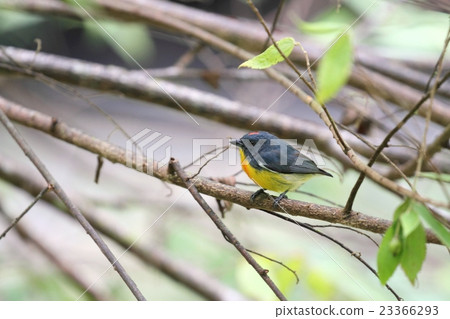 Yellow-rumped Flowerpecker (Kigo shihana dori moddoki) ♂ 23366293