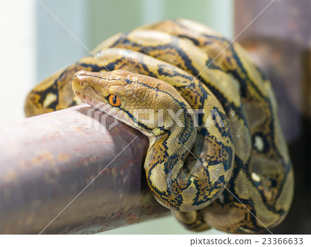 Reticulated python on house fence, close up Reticulated python on house fence, close up 23366633