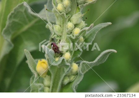 Bee whale bug 23367134