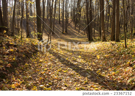 autumn forest 23367152