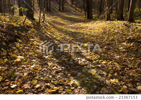 autumn forest 23367153