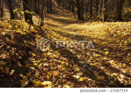 autumn forest 23367154
