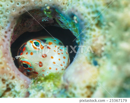 Montuki蛙魚 Montuki蛙魚 23367179