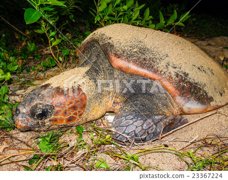 產生海龜 產生海龜 23367224