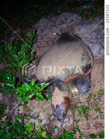 產生海龜 23367225