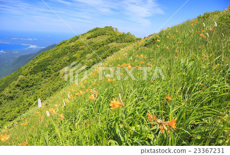 Nikko Kisge blooming in Shirakami-dake area Aomori prefecture Fukaura cho Nikko Kisge blooming in Shirakami-dake area Aomori prefecture Fukaura cho 23367231