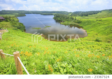 八幡平的高山花盛開岩手縣八幡市八幡平市 23367324