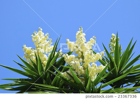 White yucca flowers in full bloom in summer blue sky 23367336