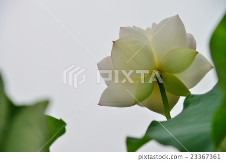 White lotus flower, white back 23367361