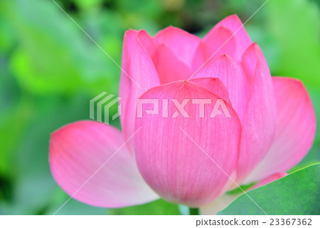 Pink Lotus flower Pink Lotus flower 23367362