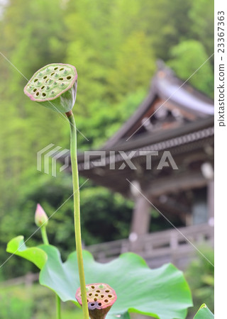 Lotus with flowers and bell tower Lotus with flowers and bell tower 23367363