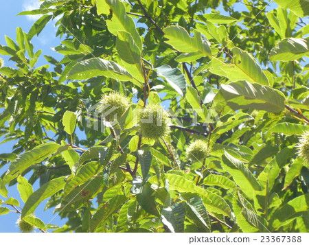 Young chestnuts 23367388