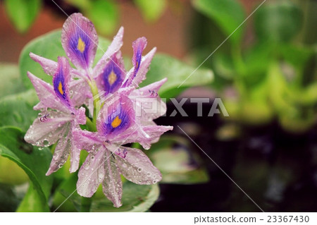 雨水風信子 23367430