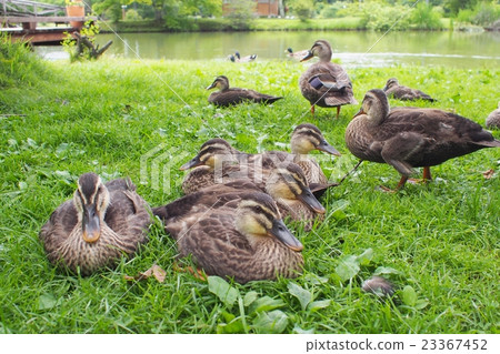 Relaxing caterpillar family 23367452