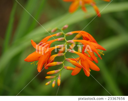 Takahagano Yado Garden (Shimei Ogi Daffodil) 23367656