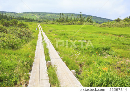 Hokkaido birch blooms in Hachimantai city, Iwate prefecture 23367844