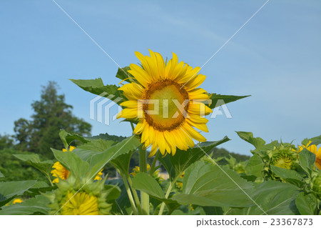 Sun flowering sunflower Sun flowering sunflower 23367873
