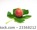 Figs and leaves 23368212