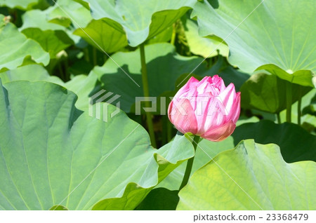 蓮花 蓮花 23368479