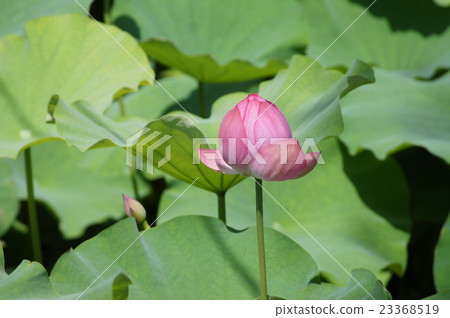 蓮花 23368519