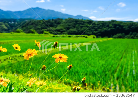 Rural landscape of early summer (72) 23368547