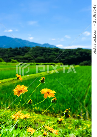 初夏的鄉村景觀（73） 23368548