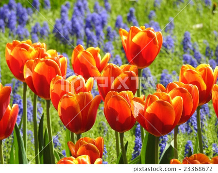 Tulip Tulip 23368672