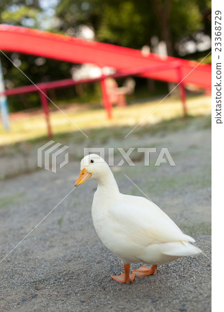 Call Duck playing in the park Call Duck playing in the park 23368729