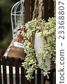 Cirene·Uniflora 23368807
