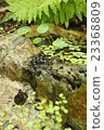 Tsukubai 23368809