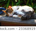Nap - cat 23368919