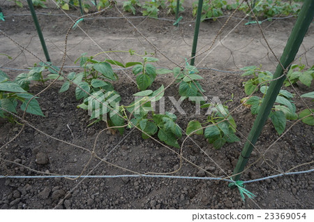 Green beans Green beans 23369054