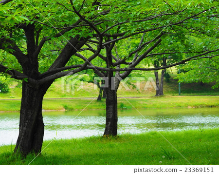 Okojo池塘 - 公園 Okojo池塘 - 公園 23369151