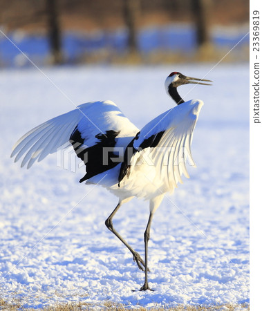 Cranberries 23369819