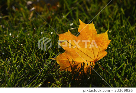 Yellow autumn sunshine maple leaf in green grass 23369926
