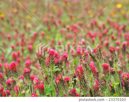 草莓蠟燭 草莓蠟燭 23370103