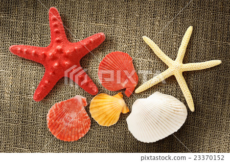 Collection of sea shells and stars Collection of sea shells and stars 23370152